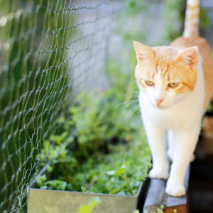 Katzenschutznetze in verschiedenen Größen und Farben