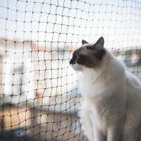 Katzenschutznetze in verschiedenen Größen und Farben